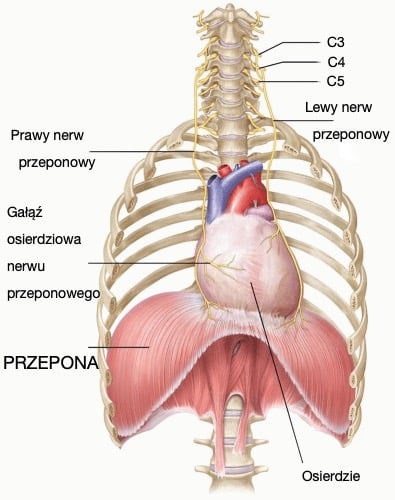 Przepona